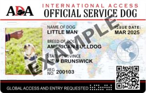 International Service Dog
