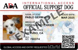International Support