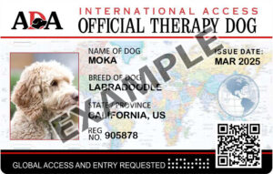 International Card