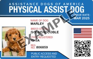 Physical Assist Dog