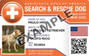 Search And Rescue Dog
