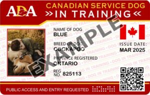 Canada Service Dog In Training